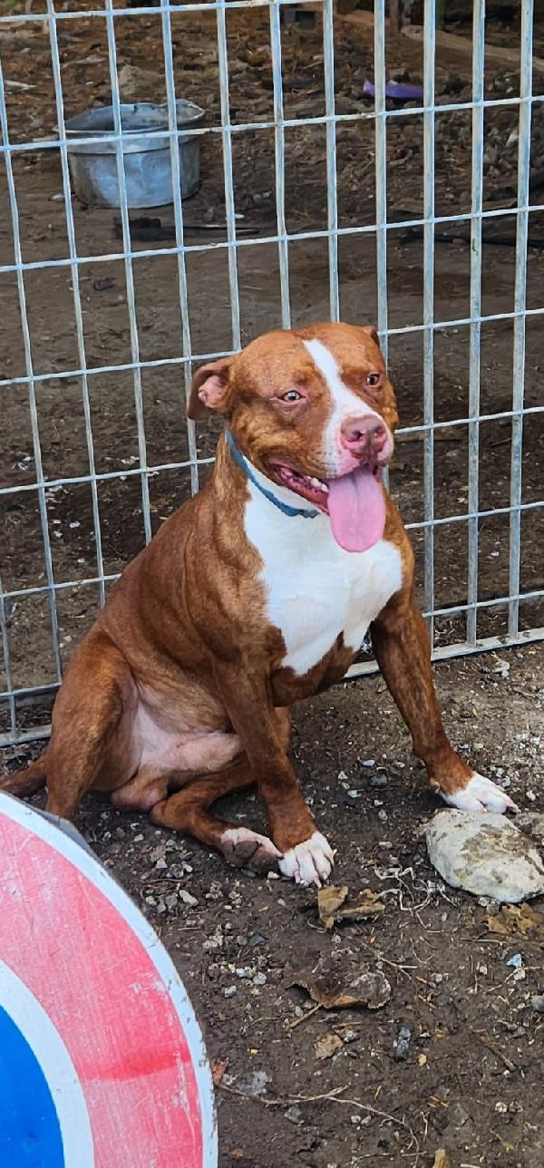 Drake/Margie Pitbull 2anni meravigliosi.COSENZA Foto 2