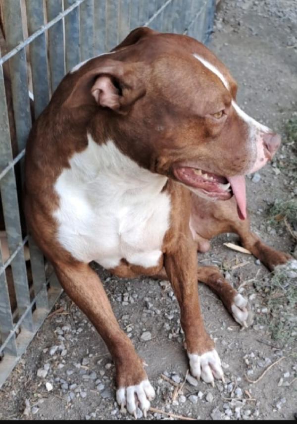 Drake/Margie Pitbull 2anni meravigliosi.COSENZA Foto 3