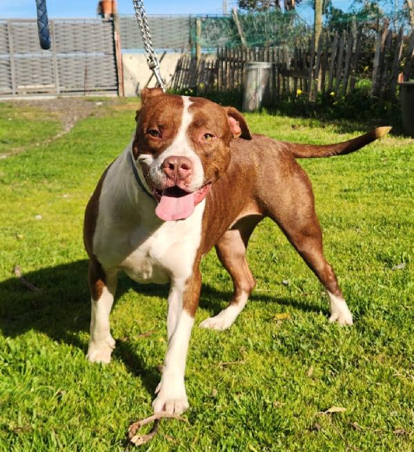 Drake/Margie Pitbull 2anni meravigliosi.COSENZA Foto 6