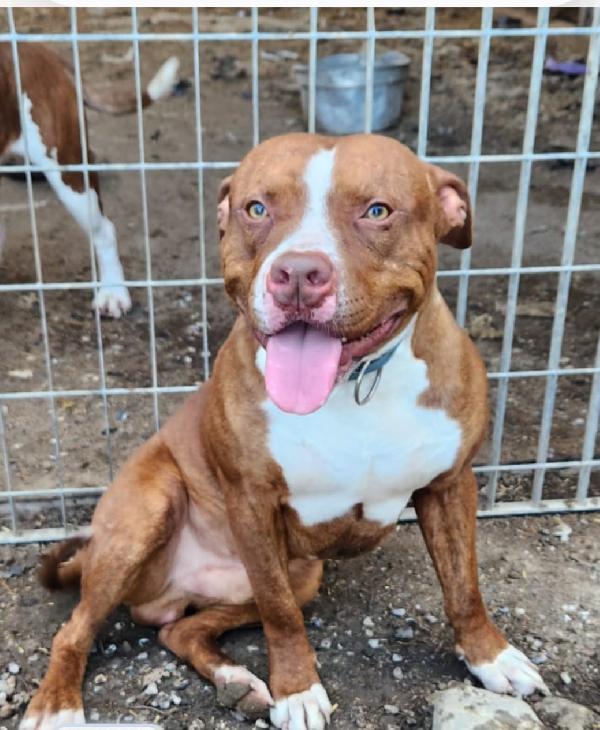 Drake/Margie Pitbull 2anni meravigliosi.COSENZA Foto 8