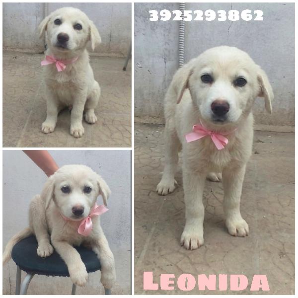Leonida Dolce Cucciola In Adozione 