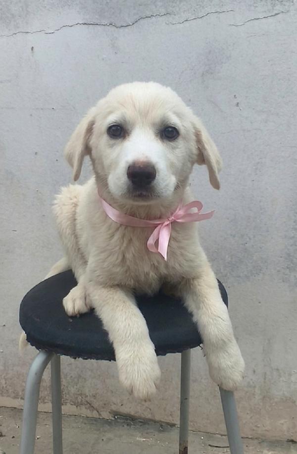 Leonida dolce cucciola in adozione  Foto 2