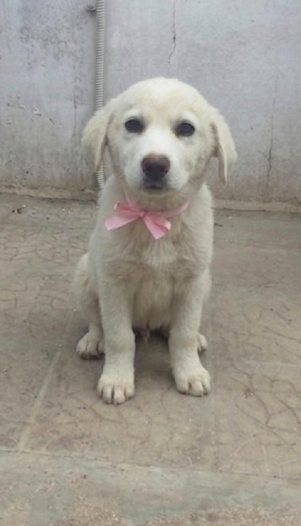 Leonida dolce cucciola in adozione  Foto 3