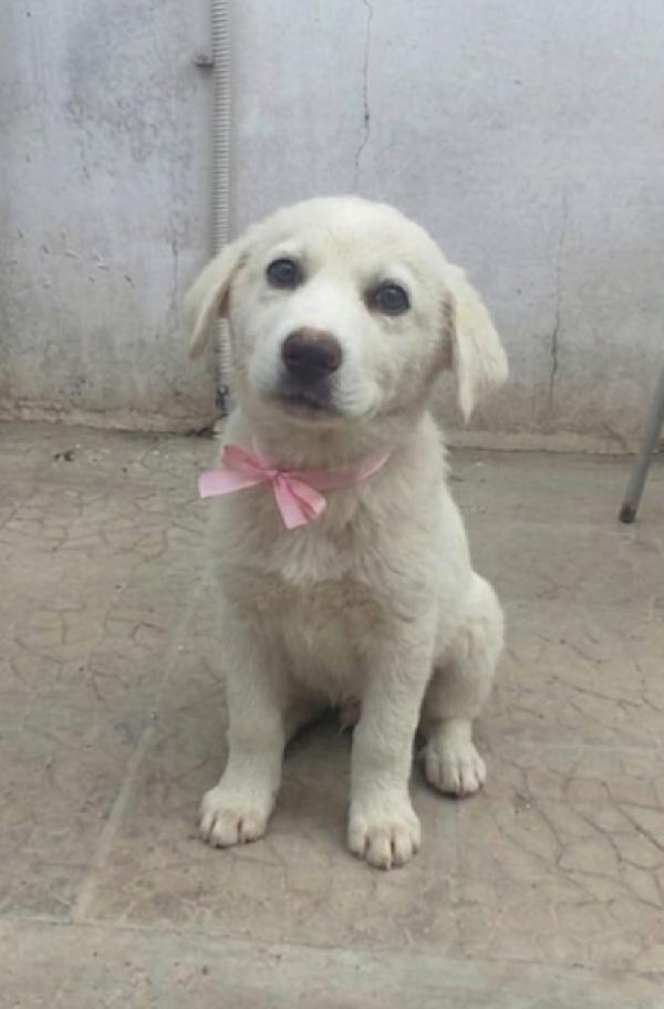 Leonida dolce cucciola in adozione  Foto 4