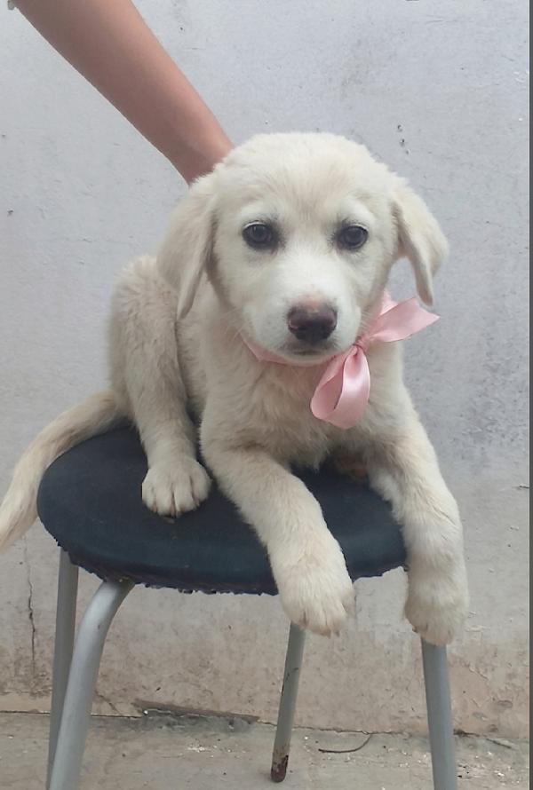 Leonida dolce cucciola in adozione  Foto 5