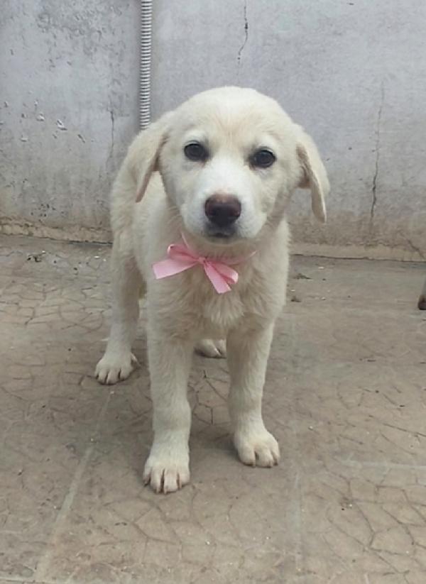 Leonida dolce cucciola in adozione  Foto 6