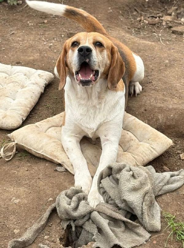 ADOZIONE DEL CUORE PER IL PICCOLO DOLCE PUMBA Foto 2