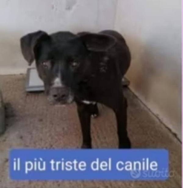 Aston Molossino 4/5Anni Il Più Triste Del Canile! Calabria