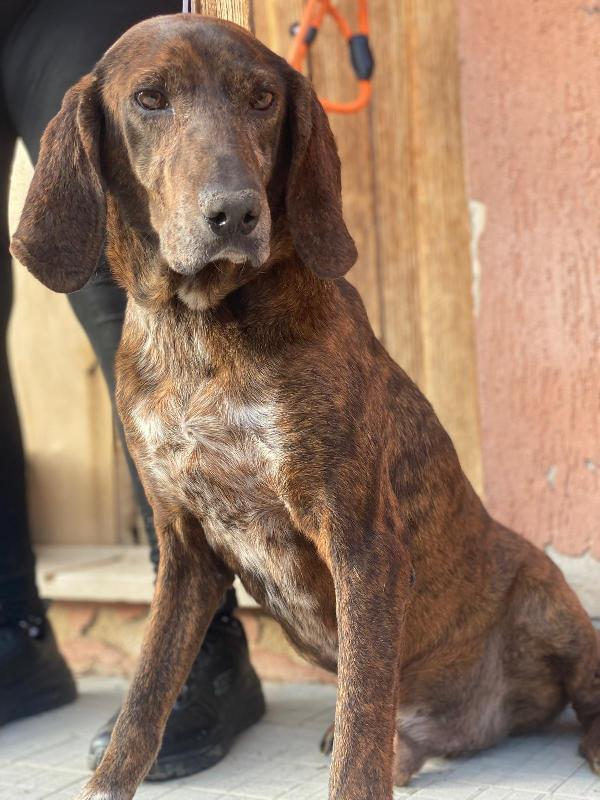 Segugio Maremmano Splendido 5Anni,Affettuoso,Messina