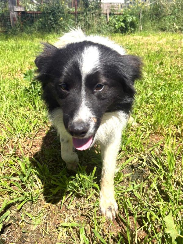Giorgio Dolcissimo Simil Border Collie
