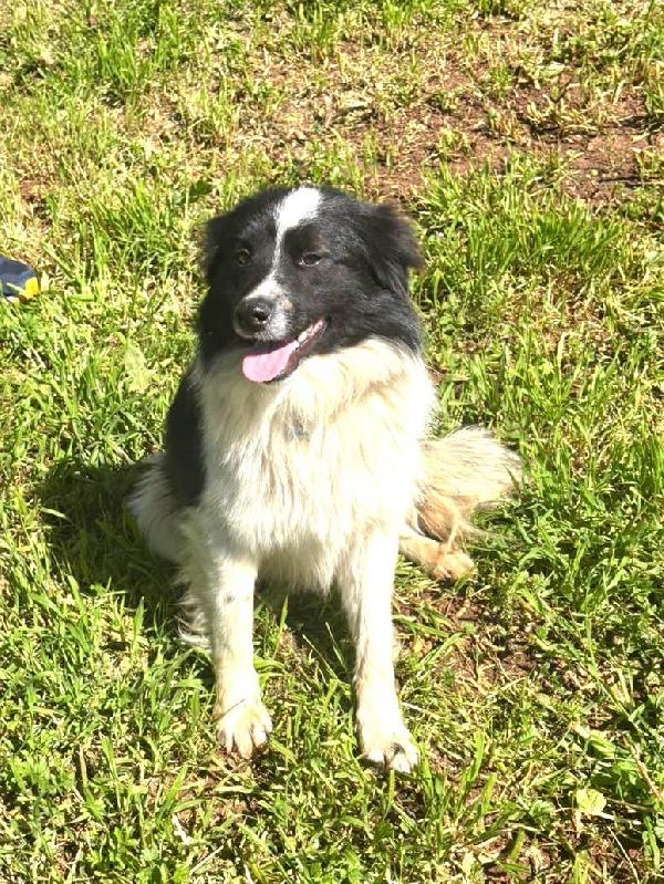 Giorgio dolcissimo simil border collie Foto 2