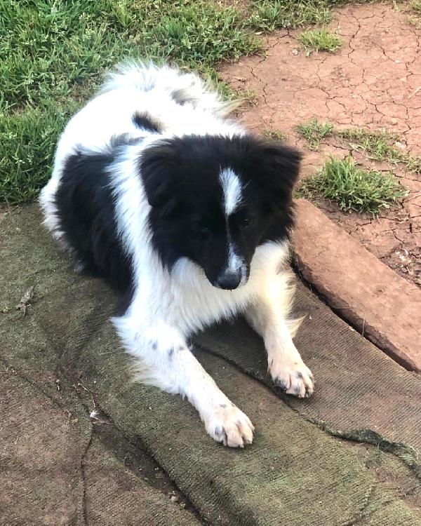 Giorgio dolcissimo simil border collie Foto 3