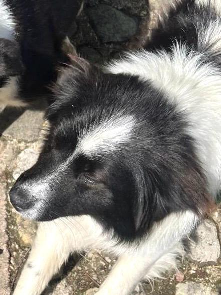 Giorgio dolcissimo simil border collie Foto 4