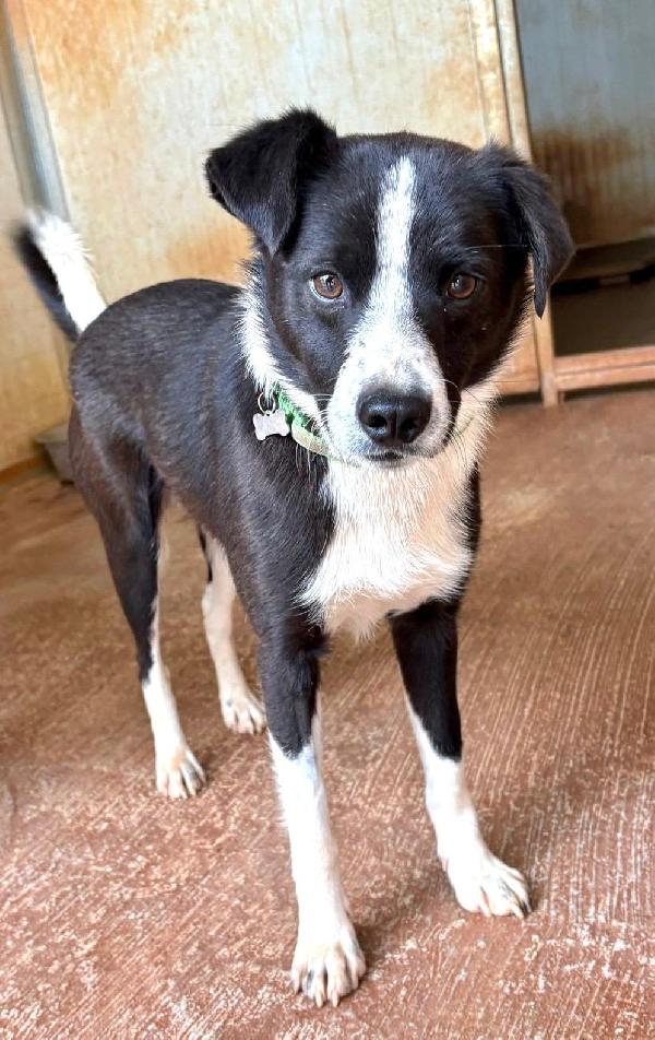 Giorgio dolcissimo simil border collie Foto 7