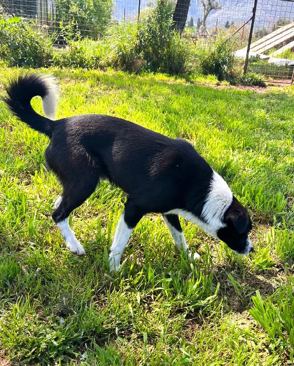 Giorgio dolcissimo simil border collie Foto 8