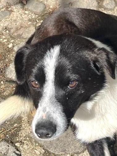 Arturo simil border collie cerca casa  Foto 3