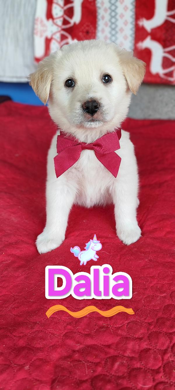 Dalia In Adozione