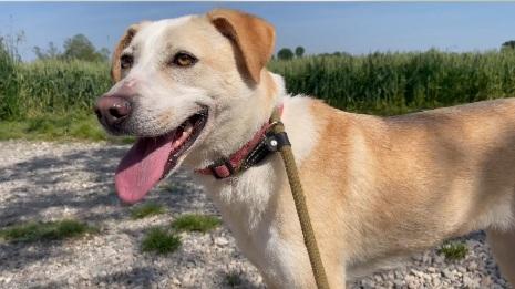 Mix Labrador Femmina 3/4Anni Salita 2Anni Fa A Brescia 