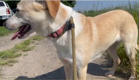 Mix Labrador femmina 3/4anni salita 2anni fa a Brescia  Foto 3