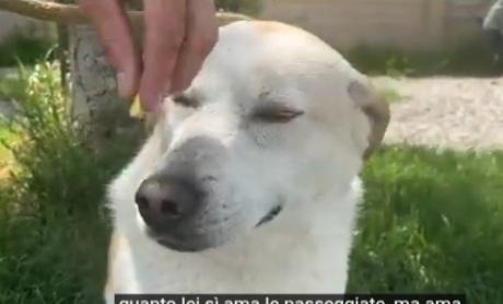 Mix Labrador femmina 3/4anni salita 2anni fa a Brescia  Foto 7