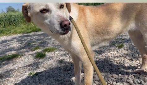 Mix Labrador femmina 3/4anni salita 2anni fa a Brescia  Foto 9