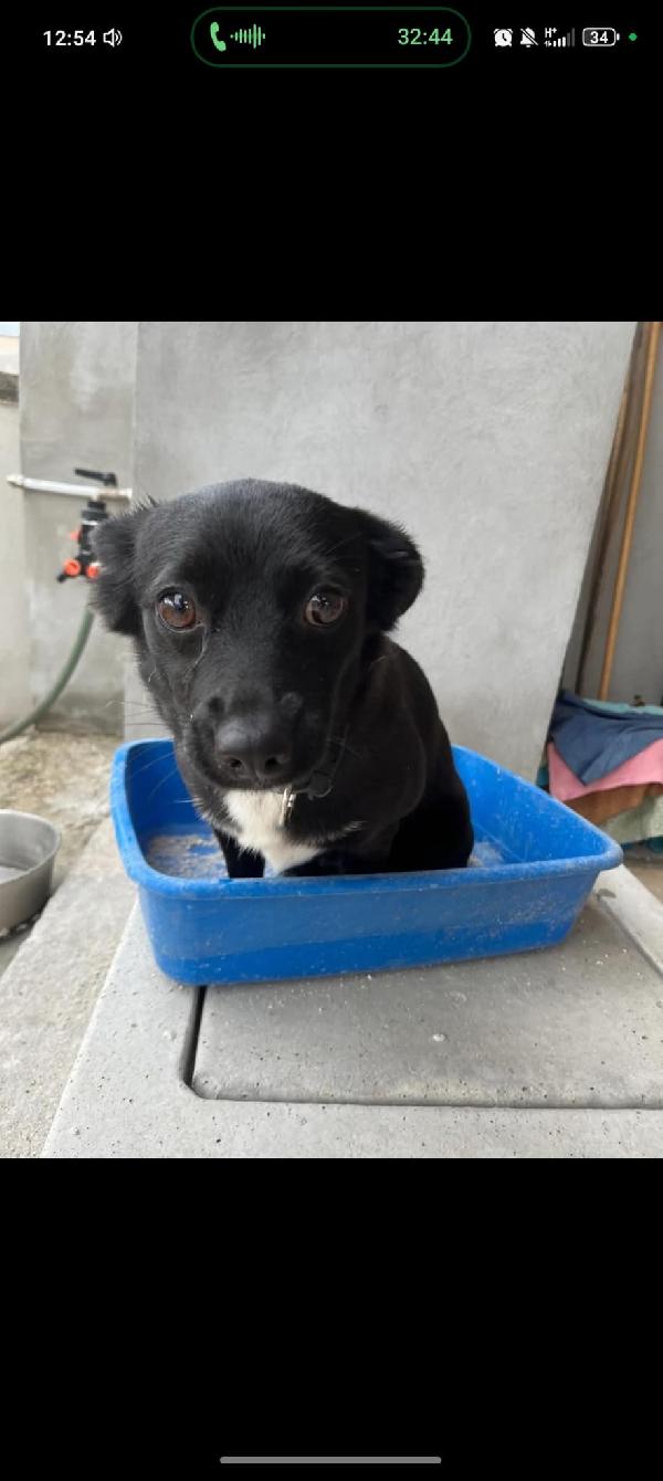 LOONA, adorabile cagnolina in adozione! Foto 4