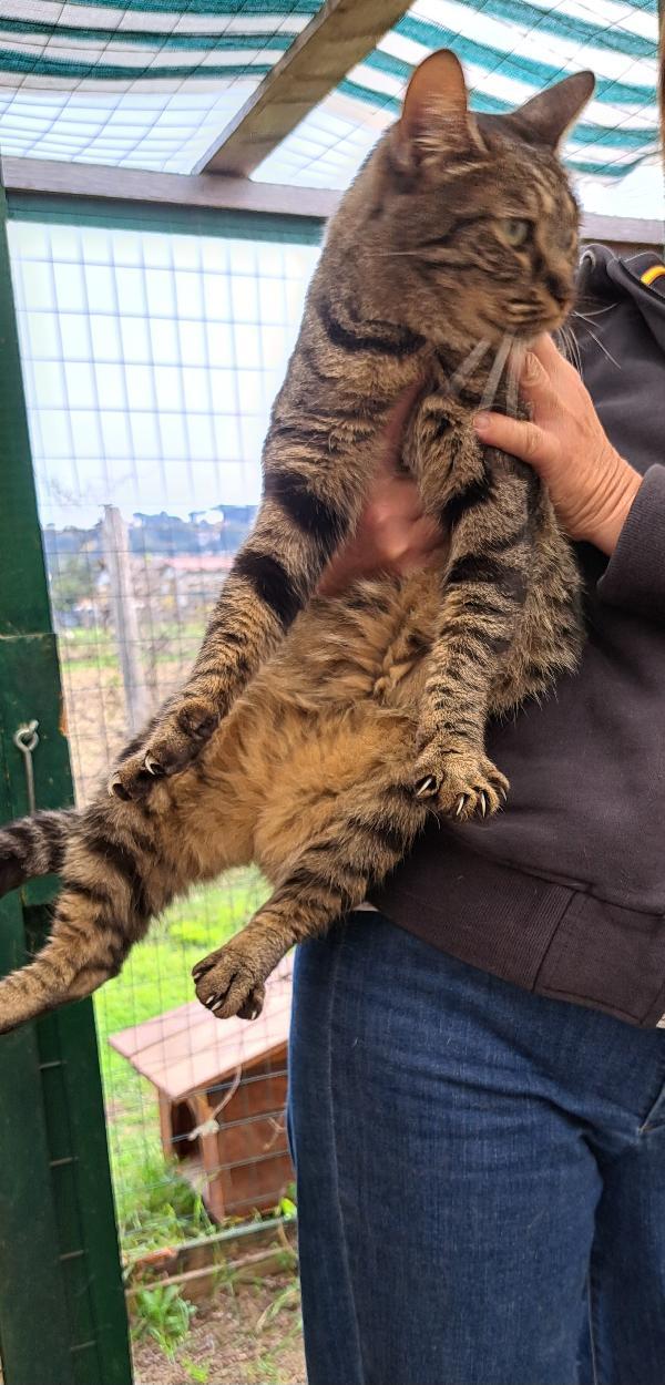 MAMY: GATTA TIGRATA DI 3 ANNI CERCA FAMIGLIA Foto 4