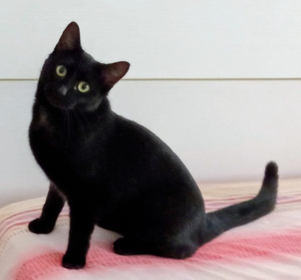 Cleo: Micia Di 8 Mesi Cerca Famiglia