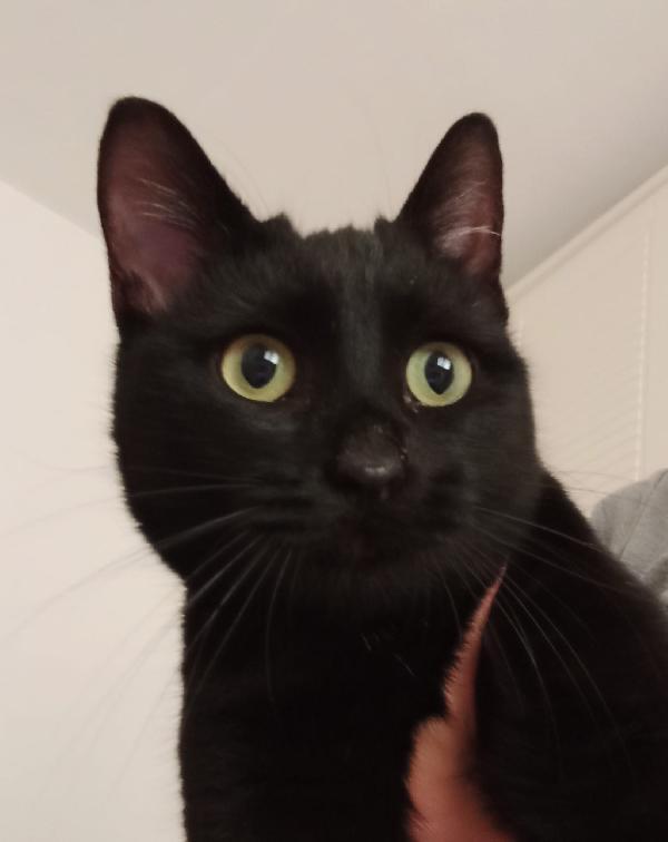 CLEO: MICIA DI 8 MESI CERCA FAMIGLIA Foto 2