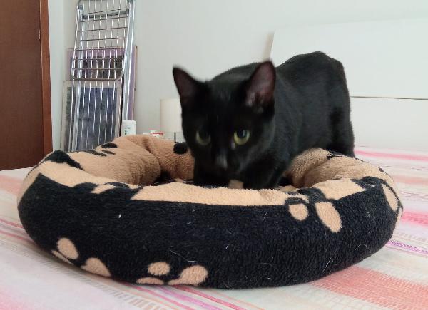 CLEO: MICIA DI 8 MESI CERCA FAMIGLIA Foto 3