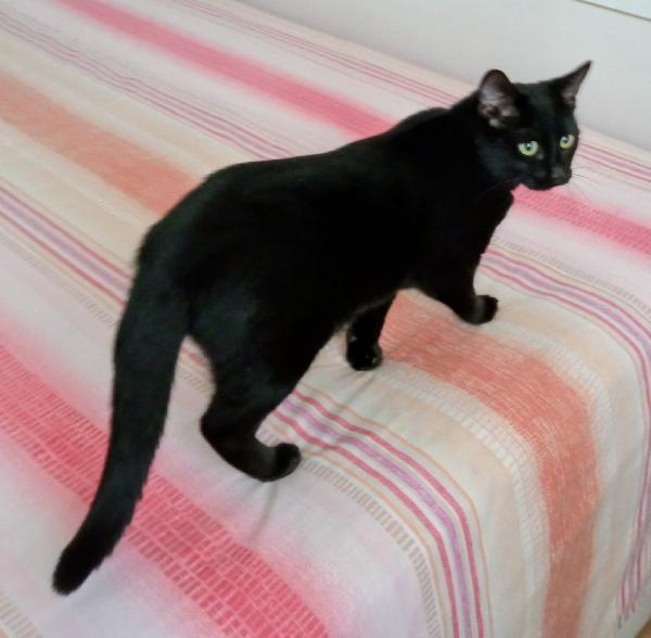 CLEO: MICIA DI 8 MESI CERCA FAMIGLIA Foto 4