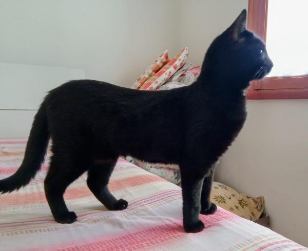 CLEO: MICIA DI 8 MESI CERCA FAMIGLIA Foto 6