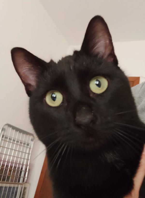 CLEO: MICIA DI 8 MESI CERCA FAMIGLIA Foto 7