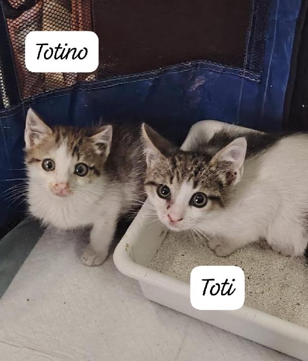 Titi E Totino Cercano Casa