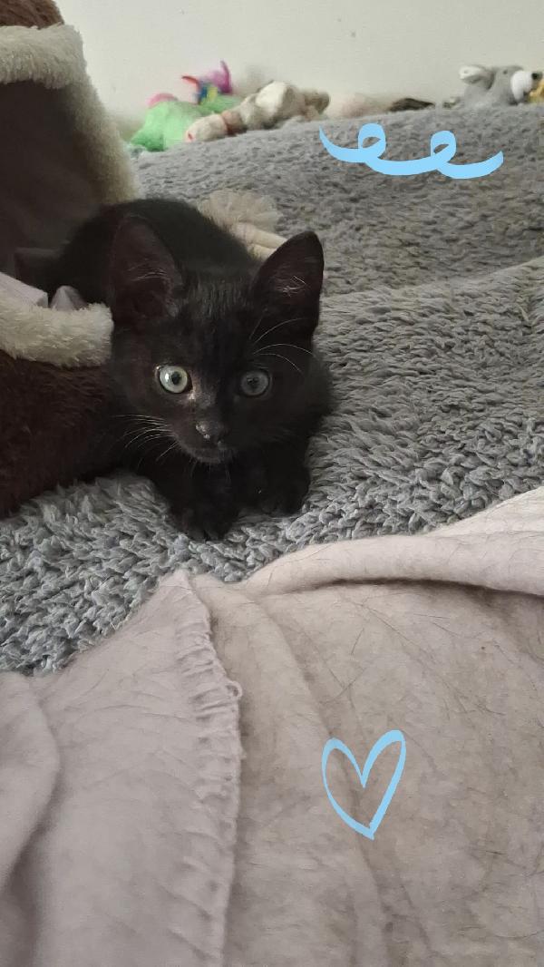 Mosè 