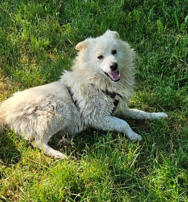 Bubu 5anni,dalla catena al box da 3anni NOVARA,SOS CASA Foto 2