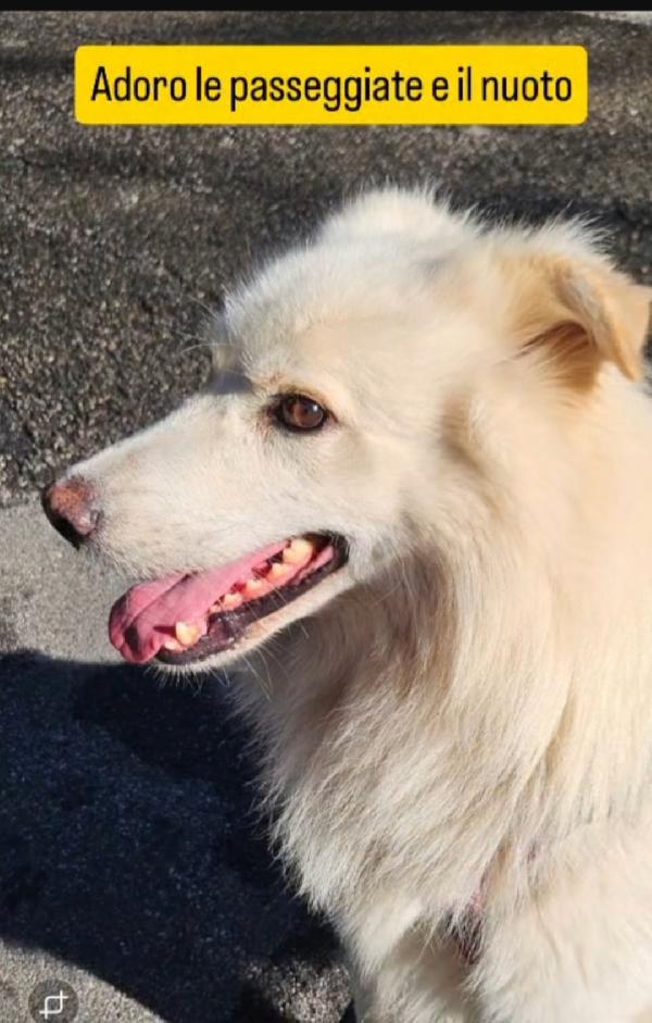 Bubu 5anni,dalla catena al box da 3anni NOVARA,SOS CASA Foto 5