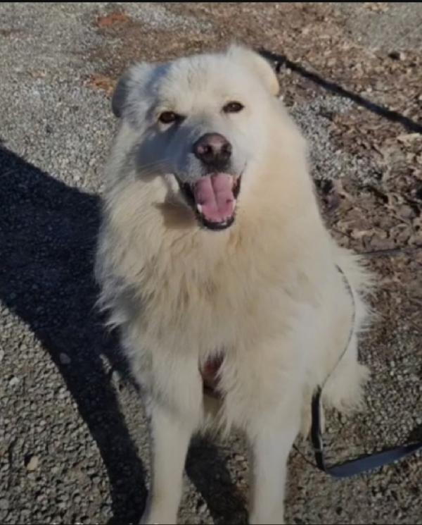 Bubu 5anni,dalla catena al box da 3anni NOVARA,SOS CASA Foto 8