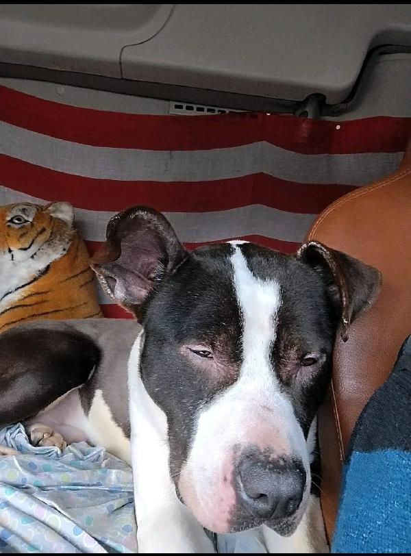 Amstaff 3Anni Ok Gatti Vive In 1Camion. Novara Urgente