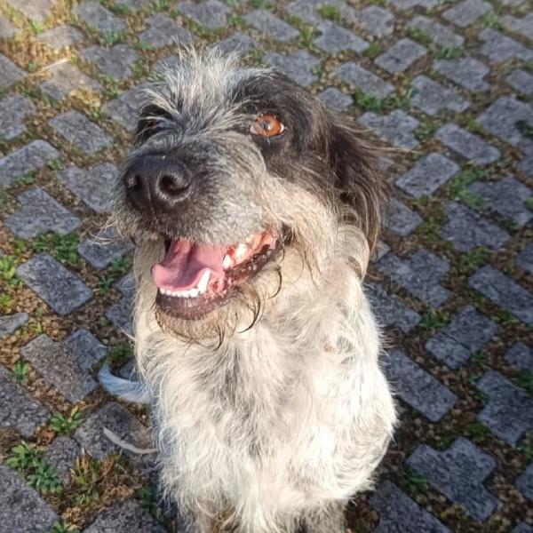 LUIGI dolce cagnolino 3 anni e mezzo cerca casa - in adozione  Foto 2