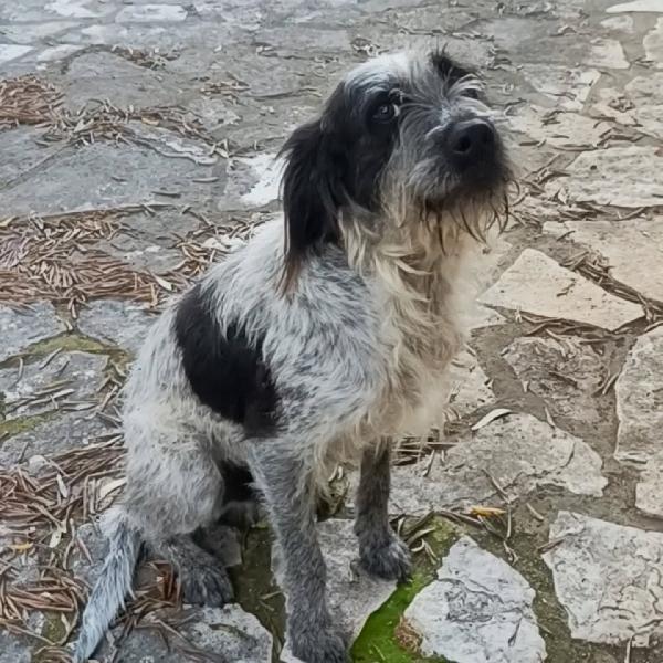 LUIGI dolce cagnolino 3 anni e mezzo cerca casa - in adozione  Foto 3