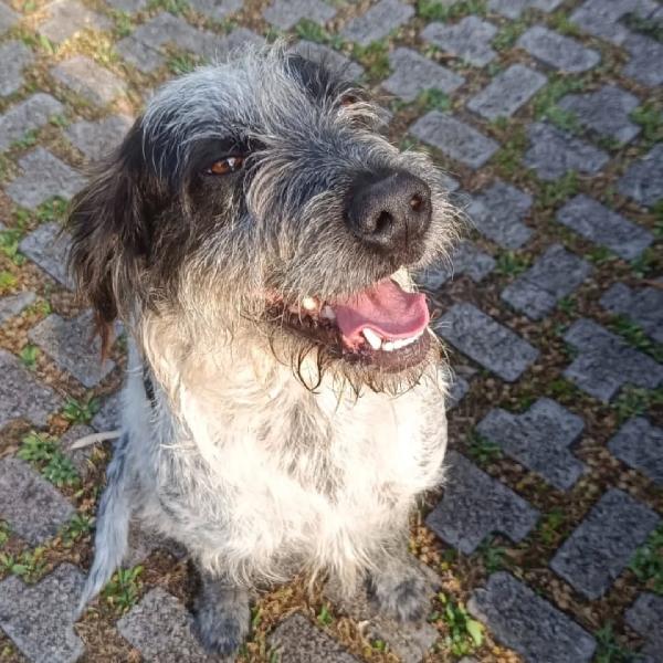 LUIGI dolce cagnolino 3 anni e mezzo cerca casa - in adozione  Foto 4