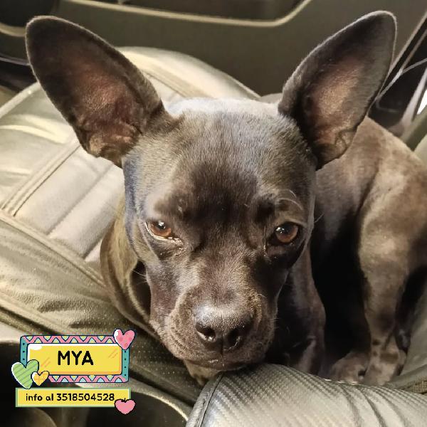 Mya Cucciolina 8 Mesi Cerca Casa  - Incrocio Bouledogue Francese Chihuahua