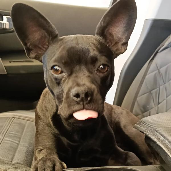 MYA cucciolina 8 mesi cerca casa  - incrocio bouledogue francese chihuahua Foto 2