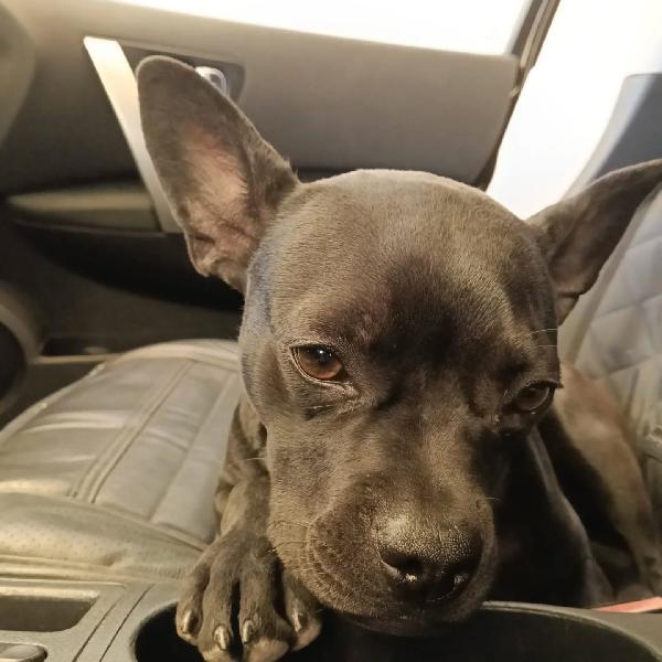 MYA cucciolina 8 mesi cerca casa  - incrocio bouledogue francese chihuahua Foto 3