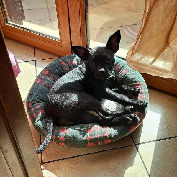 MYA cucciolina 8 mesi cerca casa  - incrocio bouledogue francese chihuahua Foto 4