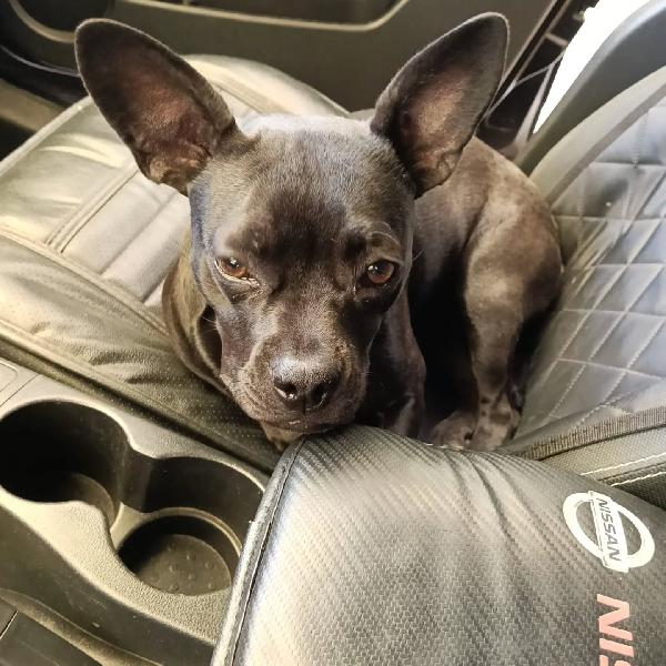 MYA cucciolina 8 mesi cerca casa  - incrocio bouledogue francese chihuahua Foto 5