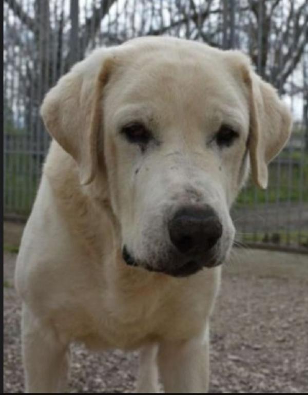 Labrador puro super adulto,invecchia in canile! NAPOLI Foto 3