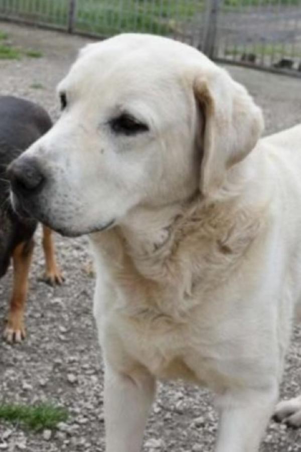 Labrador puro super adulto,invecchia in canile! NAPOLI Foto 4
