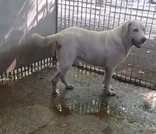 Labrador puro super adulto,invecchia in canile! NAPOLI Foto 8